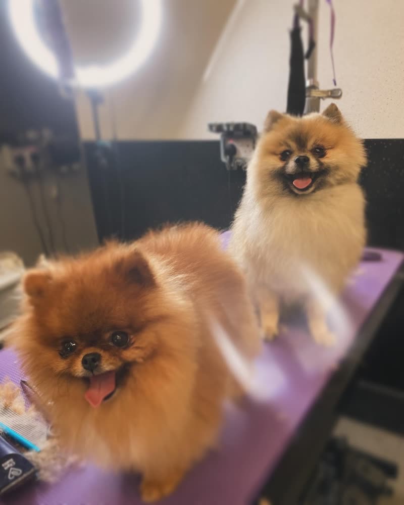 Two freshly groomed Pomeranians on the purple grooming table under the salon ring light