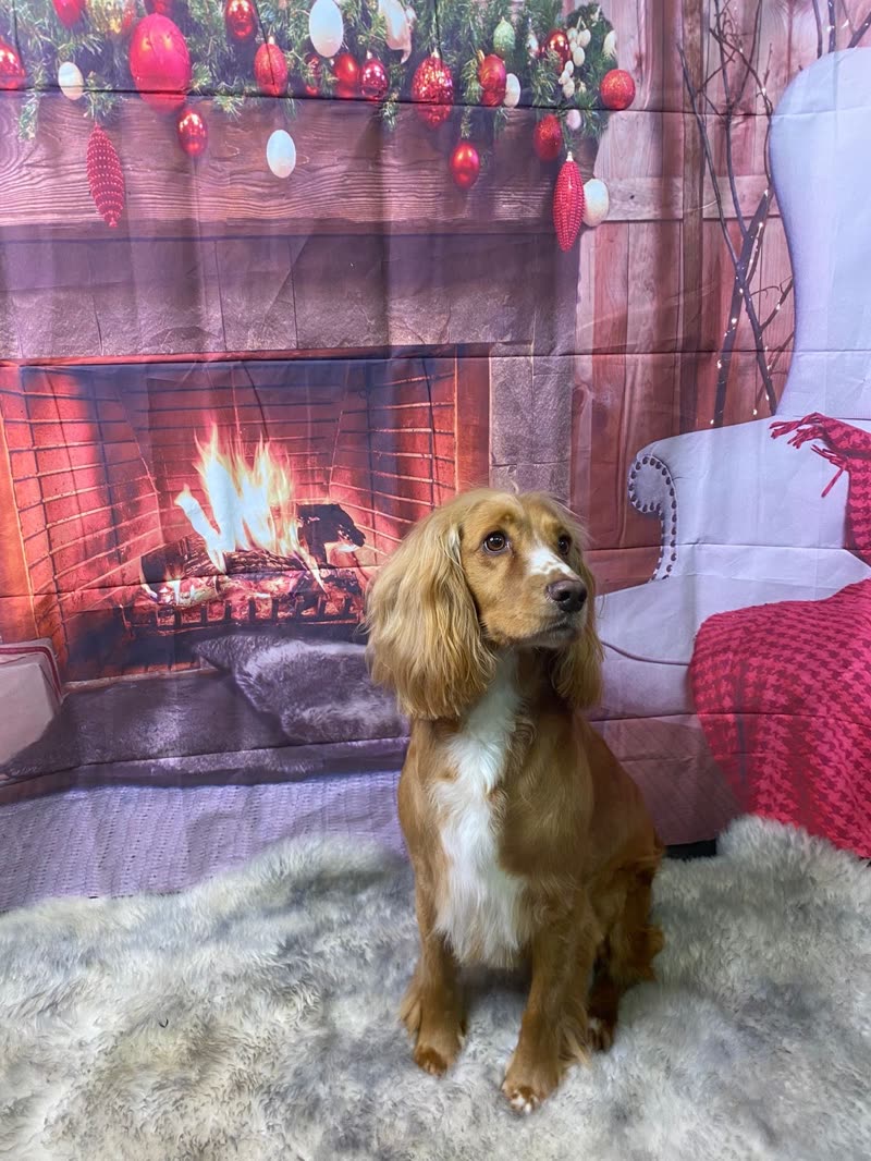 A groomed cocker spaniel sitting on a rug in front of a Christmas backdrop at the salon