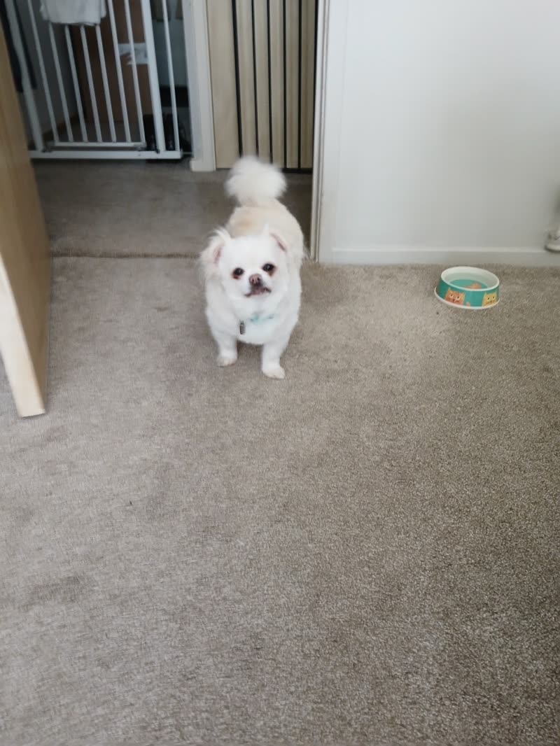 A small white fluffy dog at home in the hallway