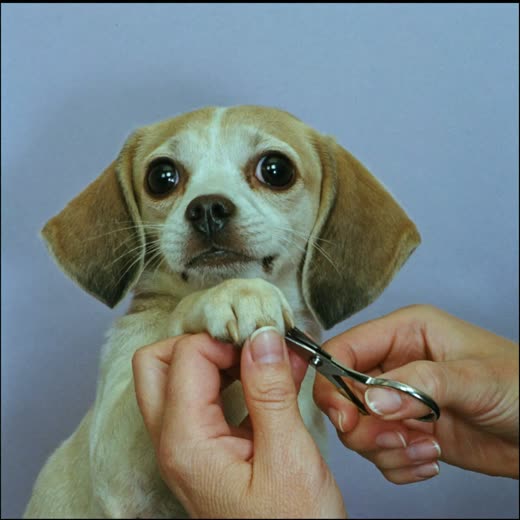 A dog's paw having its nails clipped