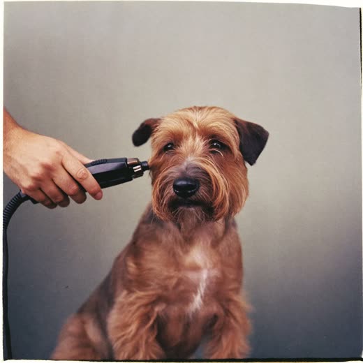 A terrier being clipped