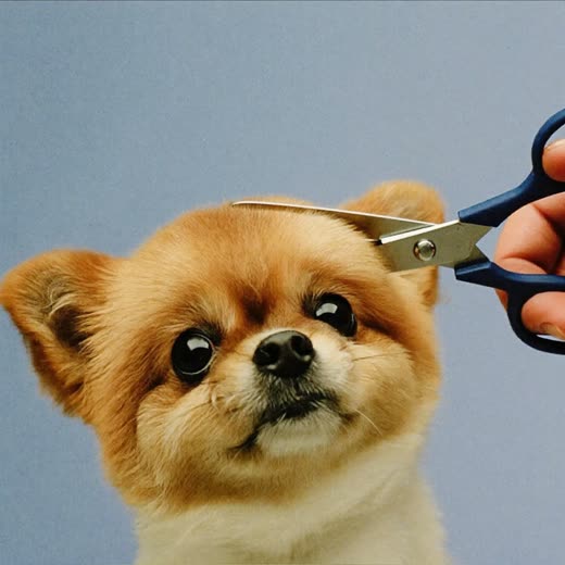 A dog having the hair around its eyes tidied with scissors